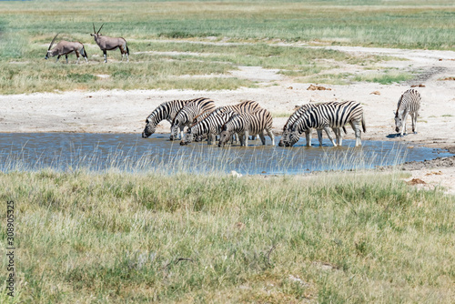 Zebra is drinking water in Africa Water is important for wild animals in Africa