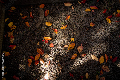 紅葉の落ち葉と木洩れ日