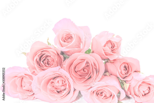 Sweet rose in soft style for background
