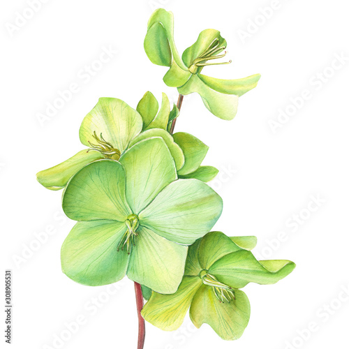 Vászonkép beautiful hellebore flowers on an isolated white background, watercolor illustra