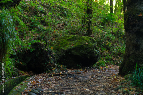 path in the forest