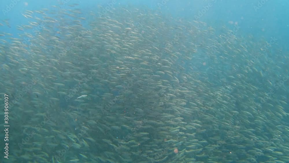 A huge school of sardines swim in a blue seawater. A huge school of sardines swim in a blue seawater.