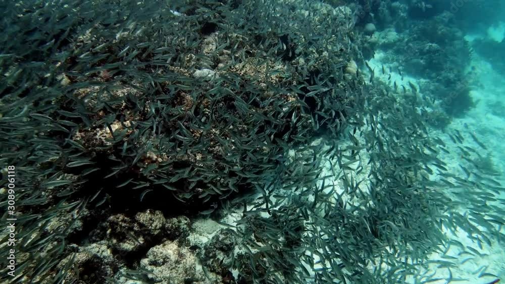 A large school of sardines float over a coral reef.
