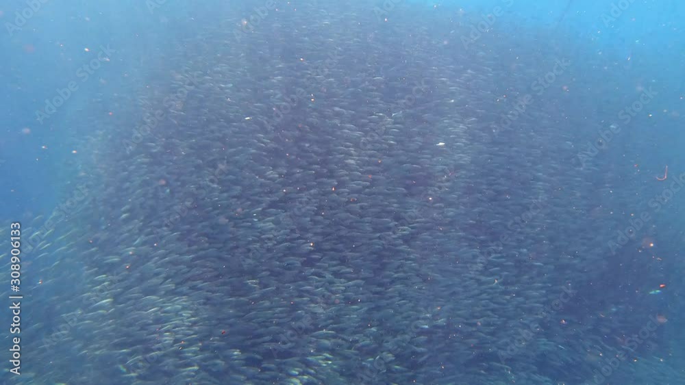 Big school of colorful sardines swim on the side of a coral reef. Big school of colorful sardines swim on the side of a coral reef.