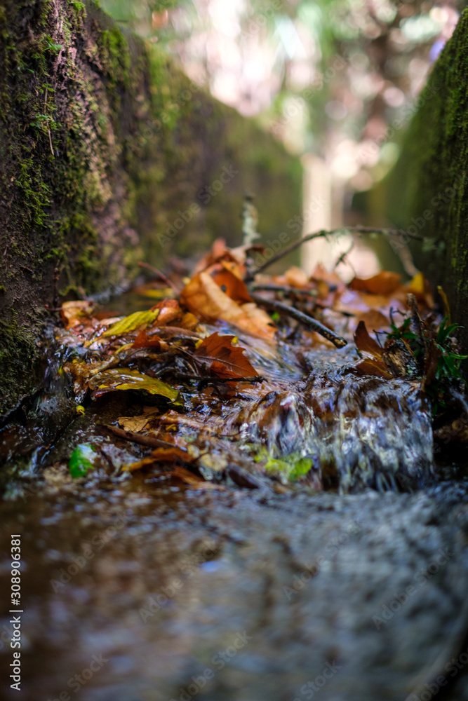 water runs through a barrier of leaves water runs through a barrier of leaves