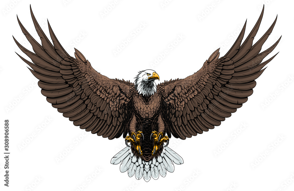 Bald eagle front Stock Vector | Adobe Stock