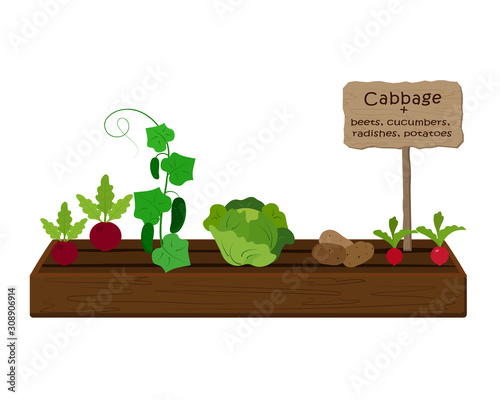 Growing vegetables and plants on one bed in the garden. Cabbage, radish, cucumber, potato