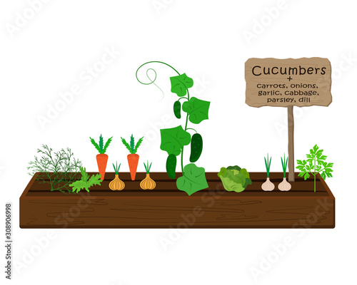 Growing vegetables and plants on one bed in the garden. Cucumbers, dill, parsley, carrots, cabbage, onions, garlic
