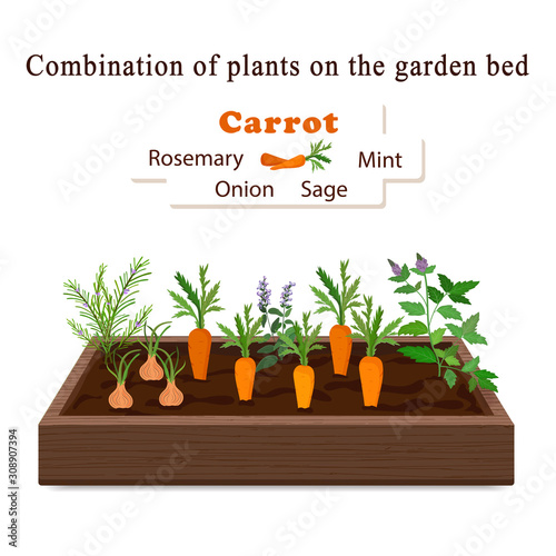 Growing vegetables and plants on one bed. Carrots, Rosemary, Sage, Mint, Onion