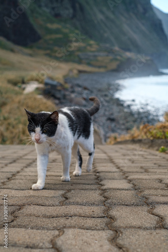 cat is walking on the road