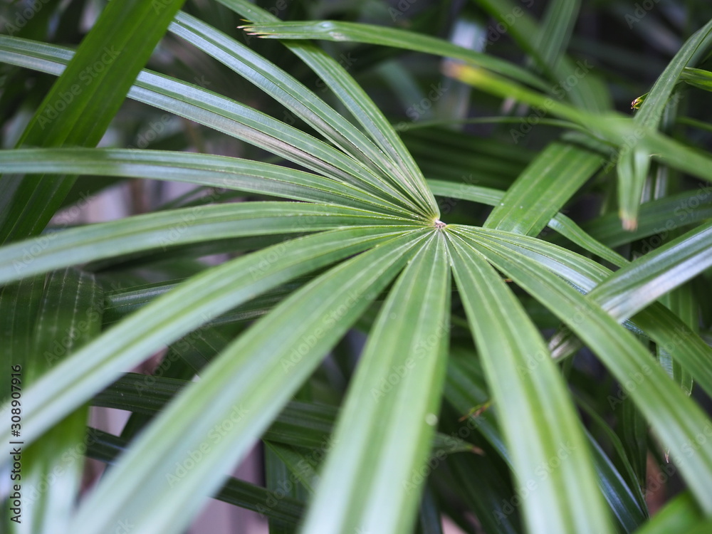 Close up of palm leaf Close up of palm leaf