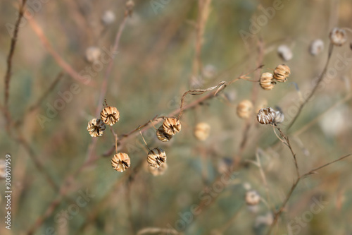 Alpine flax © nahhan