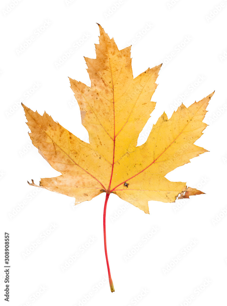Autumn leave on white isolated background. Colorful dry maple leave ( Sapindaceae leaf ) Autumn leave on white isolated background. Colorful dry maple leave ( Sapindaceae leaf )