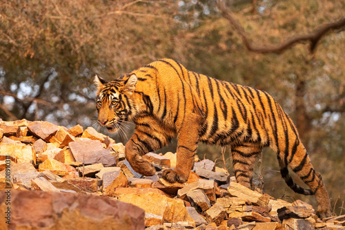 Amazing tiger in the nature habitat. Cute tiger cub pose during the golden light time. Wildlife scene with danger animal. Hot summer in India. Dry area with beautiful indian tiger. Panthera tigris.