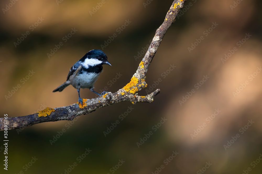Cute little bird. Autumn nature background. Park, garden forest bird: Coal tit. Cute little bird. Autumn nature background. Park, garden forest bird: Coal tit.