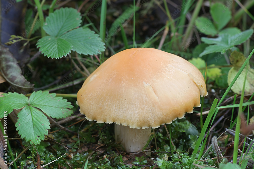 Cuphophyllus pratensis, known as meadow waxcap, meadow waxy cap, salmon waxy cap or butter meadowcap, edible mushroom from Finland Cuphophyllus pratensis, known as meadow waxcap, meadow waxy cap, salmon waxy cap or butter meadowcap, edible mushroom from Finland
