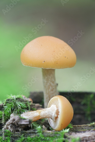 Obraz na plátne Galerina marginata, known as funeral bell, deadly skullcap or deadly Galerina, d