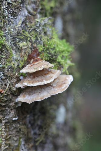 Trametes ochracea, known as ochre bracket fungus, wild mushrooms from Finland