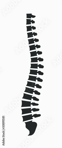 Side view of the spine on a white background. Vector illustration