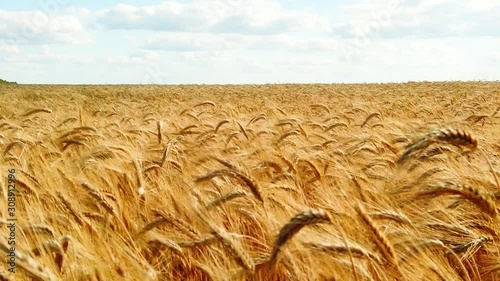 Wheat field, ears of wheat swaying from the gentle wind.