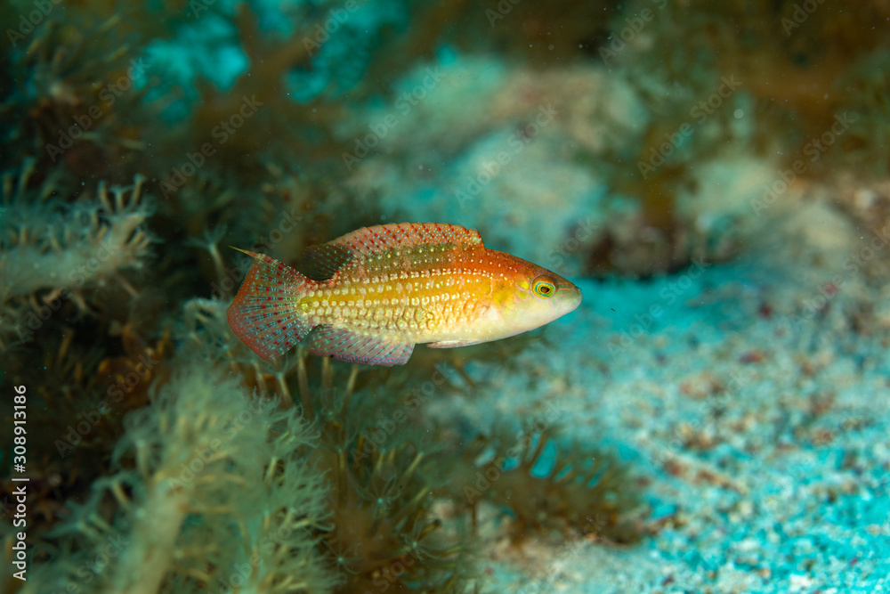 The surprising underwater world of the Indian and Pacifical Oceans The surprising underwater world of the Indian and Pacifical Oceans