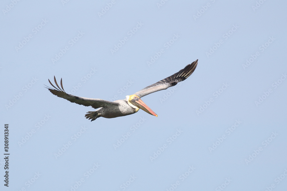 Obraz premium Pelican in flight