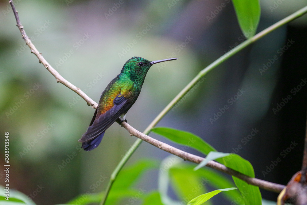Hummingbirds in Tobago Hummingbirds in Tobago