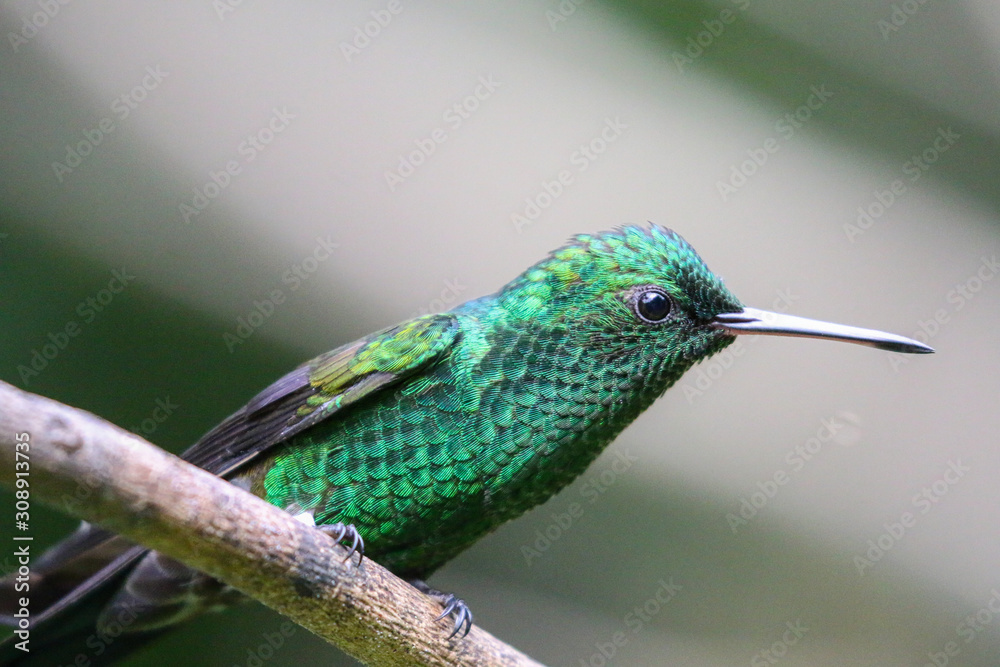 Fototapeta premium hummingbird on branch