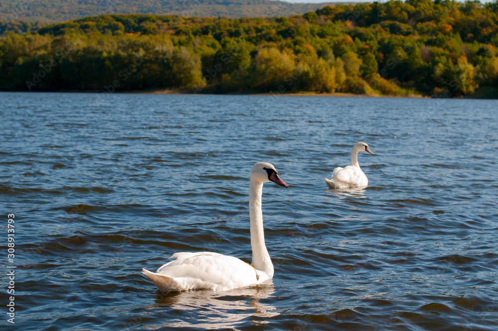 Fototapeta premium white swans on an autumn lake on a sunny day