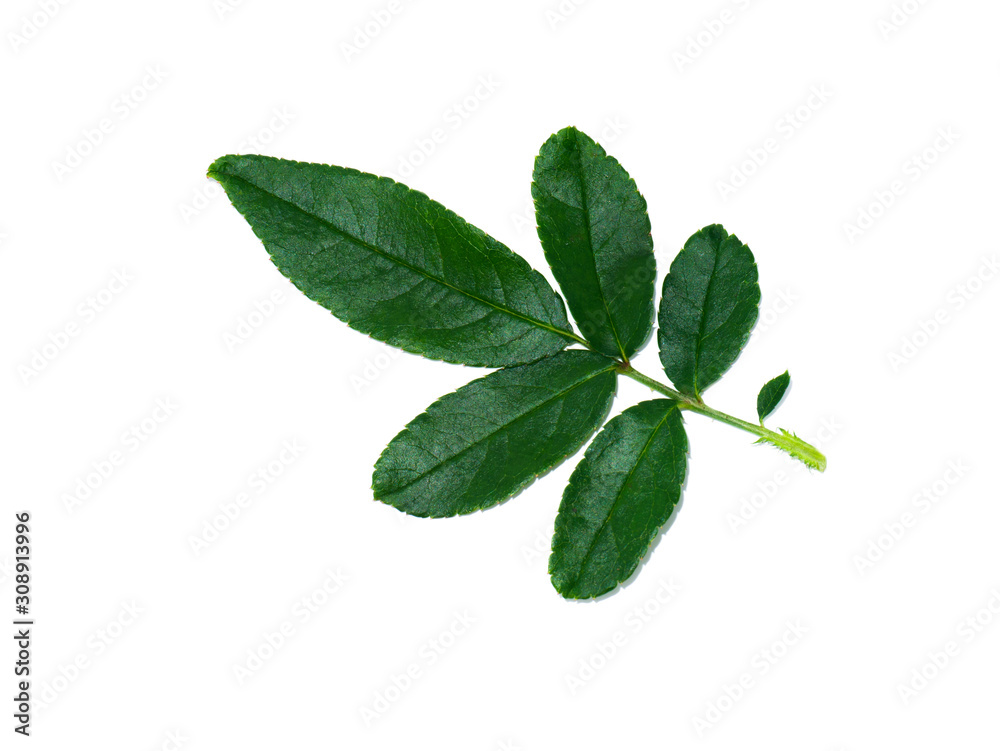 Close up leaves of damask rose plant Close up leaves of damask rose plant