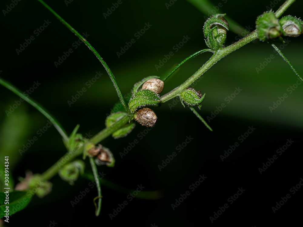 Close up Green Marijuana or Thai stick seeds and flowers on branch in dark background Close up Green Marijuana or Thai stick seeds and flowers on branch in dark background