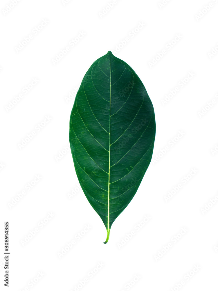 Obraz premium Close up Jackfruit leaves on white background