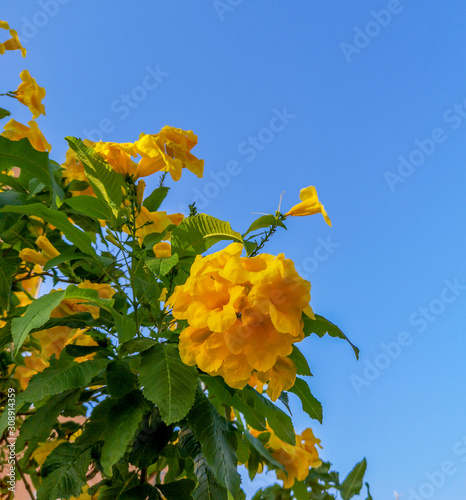 Blossoming tree from the family Bigonianceae - Tecoma castanifolia, Middle East