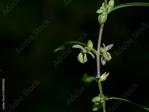 Close up Green Marijuana or Thai stick seeds and flowers on branch in dark background