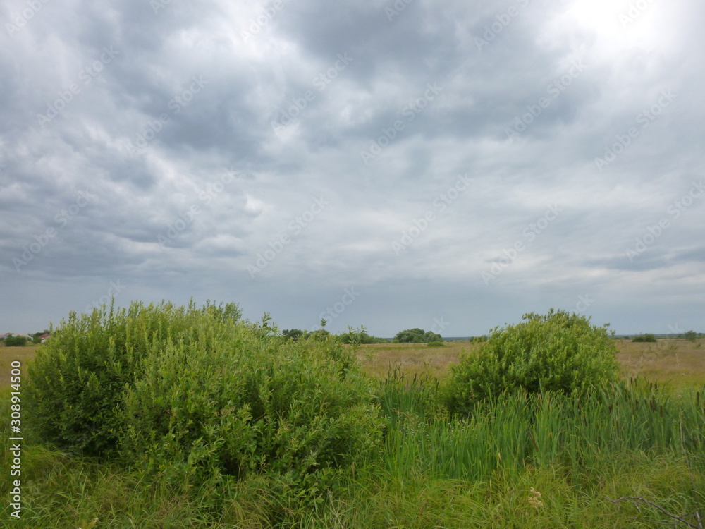 grass in a meadow by the river