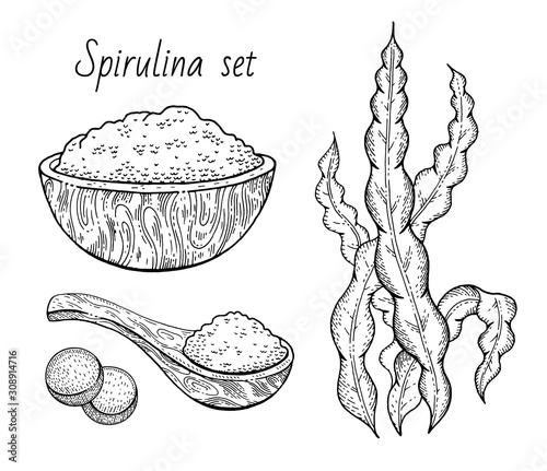Spirulina seaweed set. Hand drawn sea plant, super food engraved drawing. Spirulina superfood detox collection. Sketch vector illustration isolated on white background. Dried powder bowl, spoon, pill