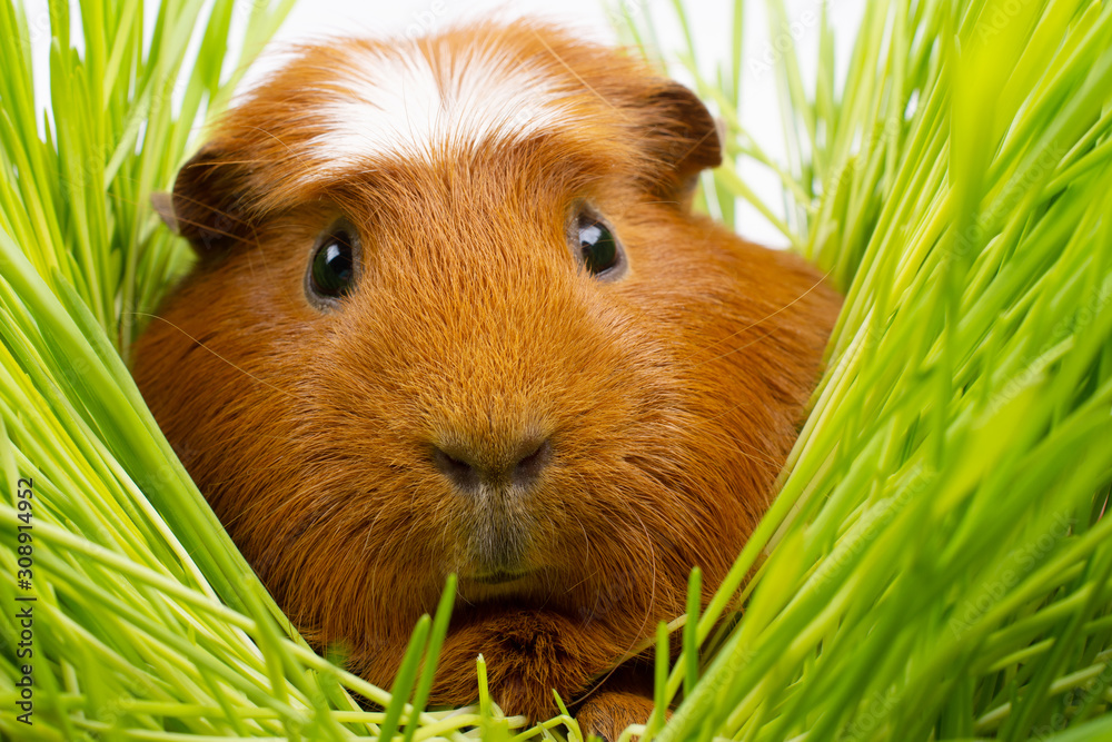 Funny cute guinea pig hiding among green grass Funny cute guinea pig hiding among green grass
