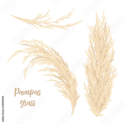 Pampas grass golden. Vector illustration. panicle Cortaderia selloana South America photo