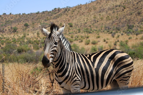 South Africa - Pilansberg Nature Reserve