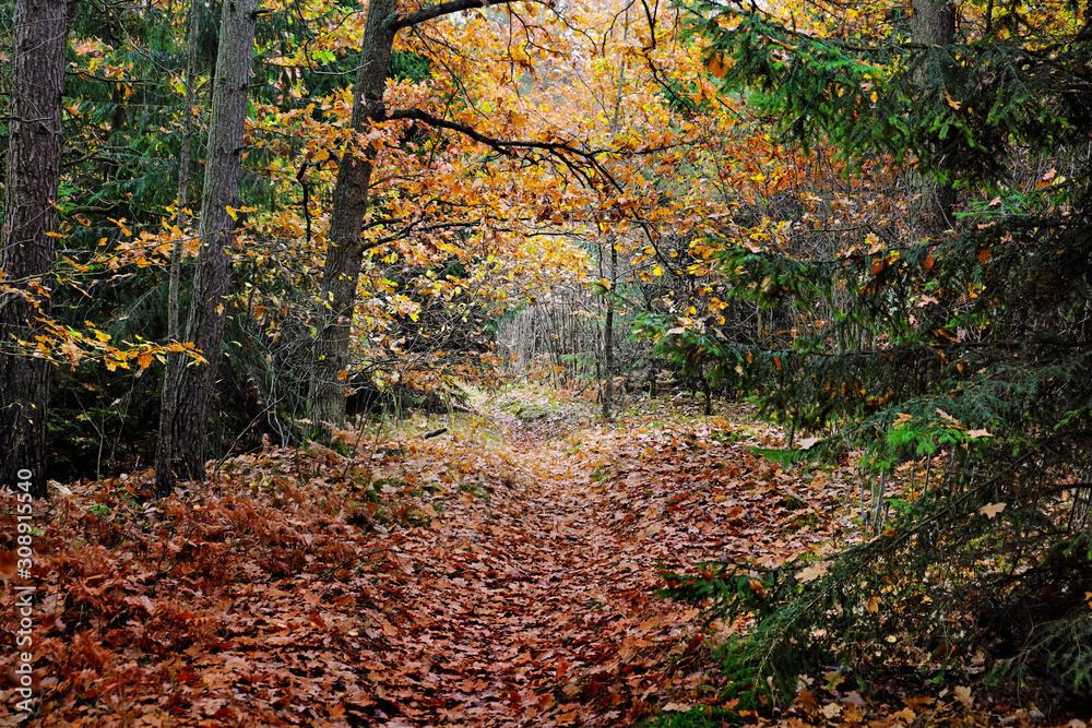 Forest trail in autumn Forest trail in autumn