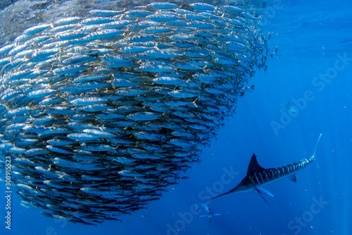Tela Striped marlin and sea lion hunting in sardine bait ball in pacific ocean