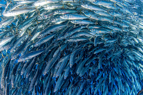 sardine school of fish underwater close up