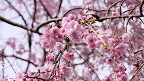 Cherry blossoms