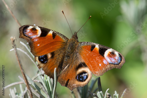 Peacock butterfly, Aglais io photo