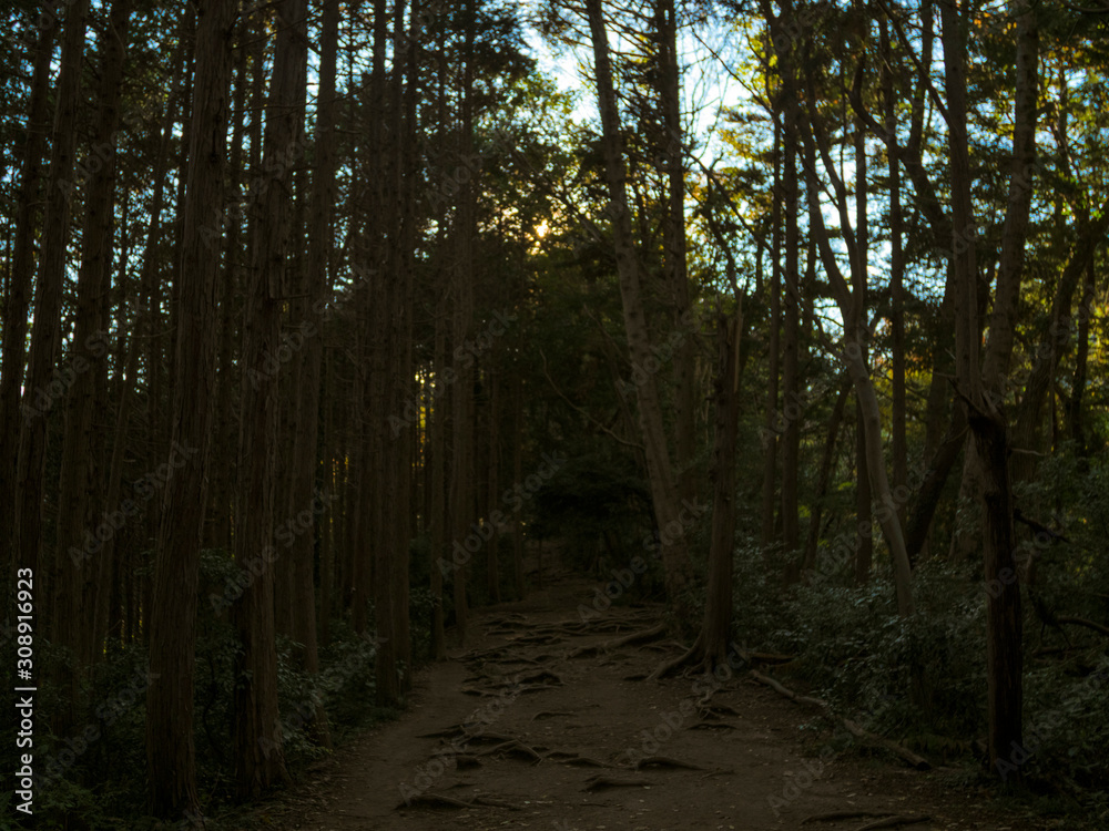 Naklejka premium 日本,山道