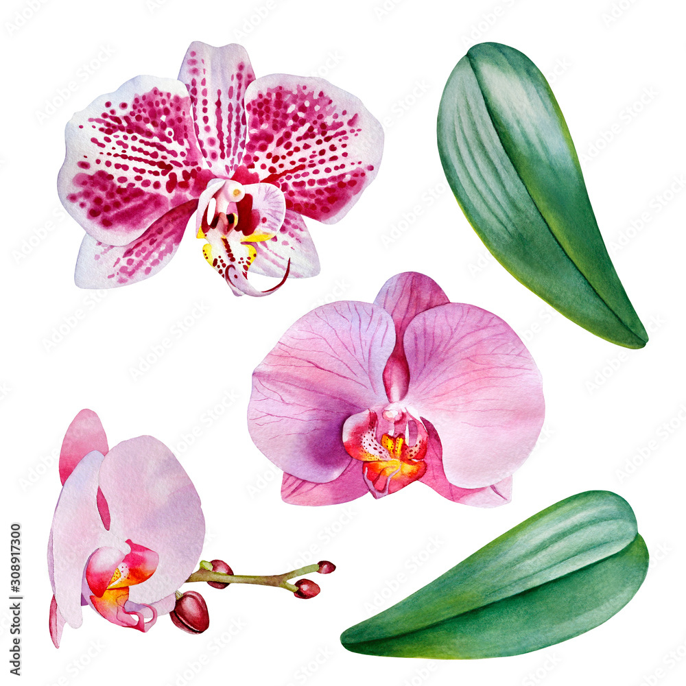Obraz premium Painted set of leaves and Orchid flower. Watercolor drawing-pink Orchid. Colorful illustration for printing, packaging, wedding invitations, scrapbooking, covers, notebooks, mugs, t-shirts