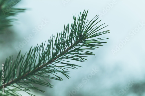 Spruce tree branch macro photo with soft selective focus