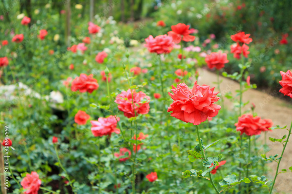 Beautiful red roses in flower garden