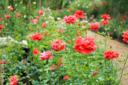 Beautiful red roses in flower garden