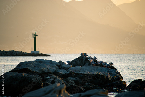 A flock of seagulls standing on a rock near the sea, green lighthouse blurred in the distance with mountain outlines